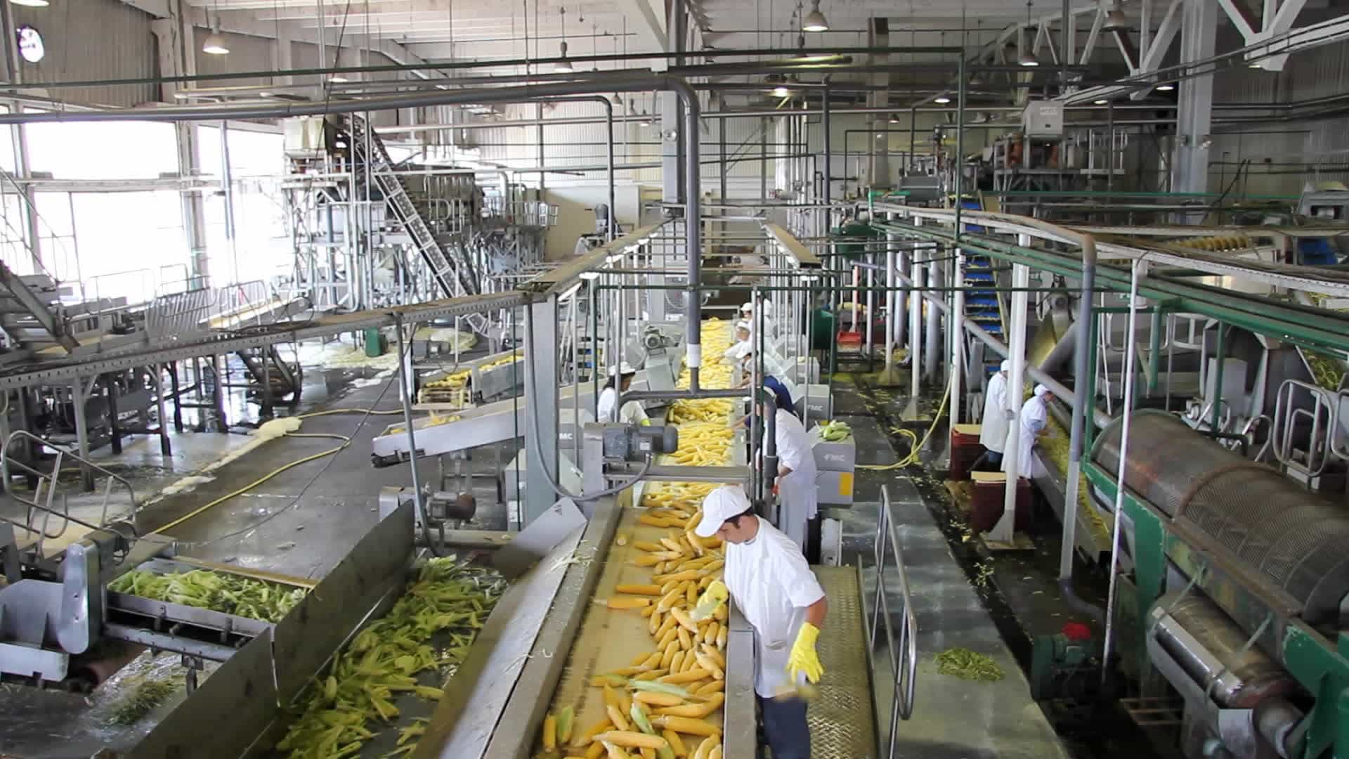 esclavos trabajando